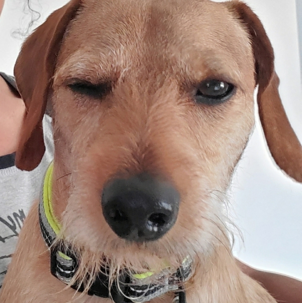 Wireless alarm system/eats shoes and garbage